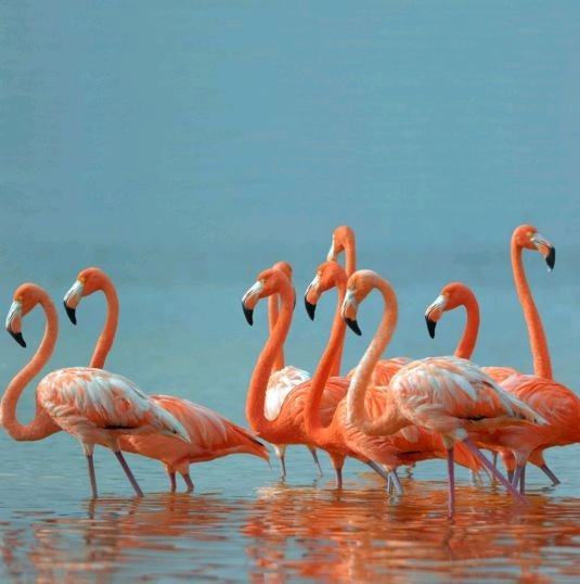 Занавеска для ванной 1800х2000 Розовые фламинго (02-08)